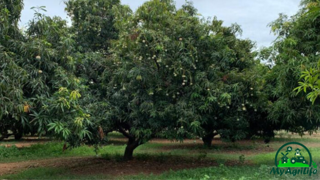 Mango Farming