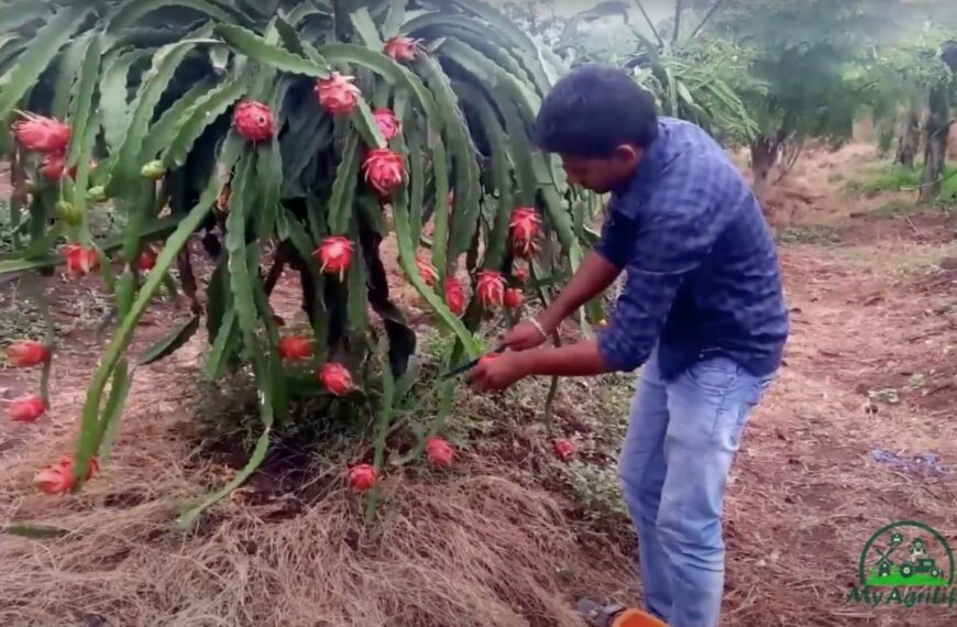 How to Best 15 Step Increase Dragon Fruit Yield