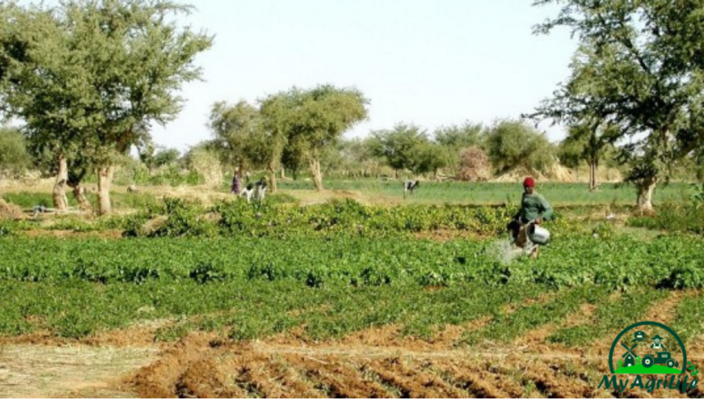  UN Food Systems Summit