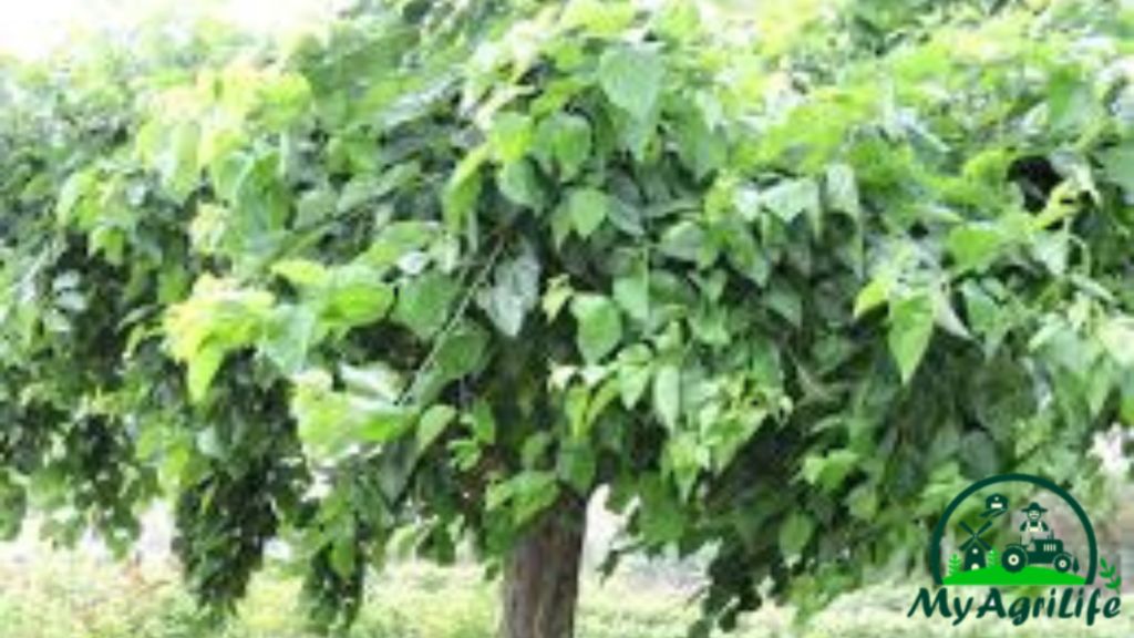 mulberry farming