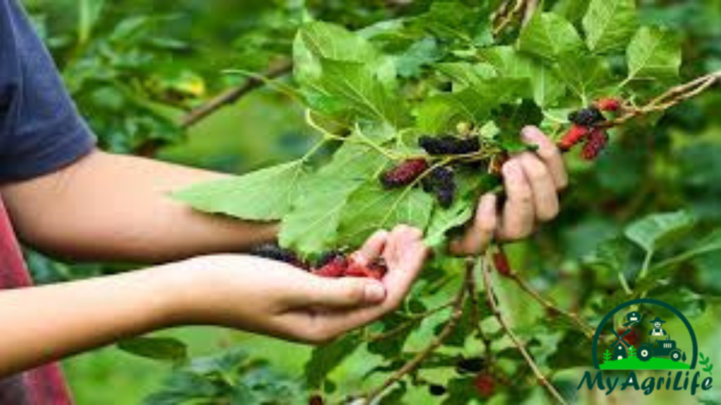 mulberry farming