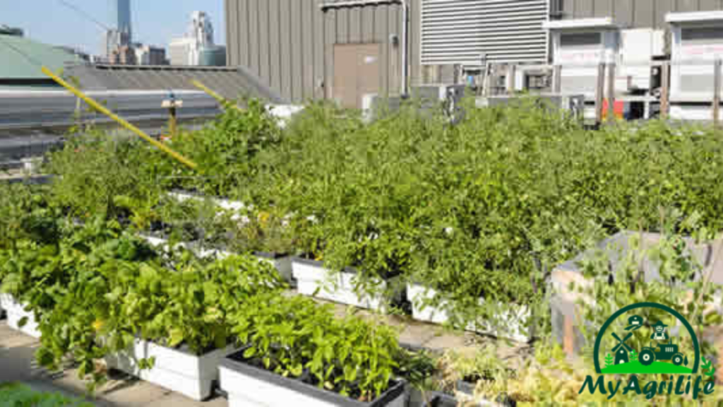 Canada urban farming