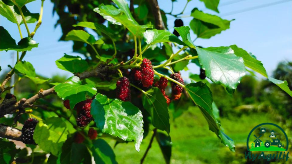 mulberry farming