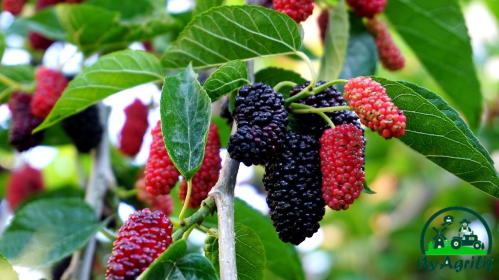 mulberry farming