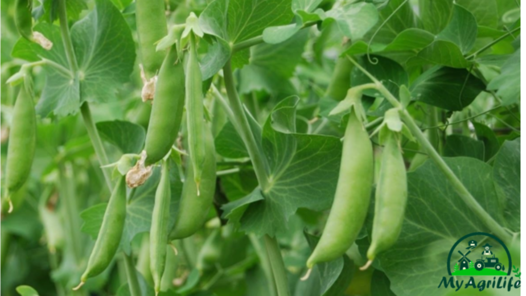 pea farming