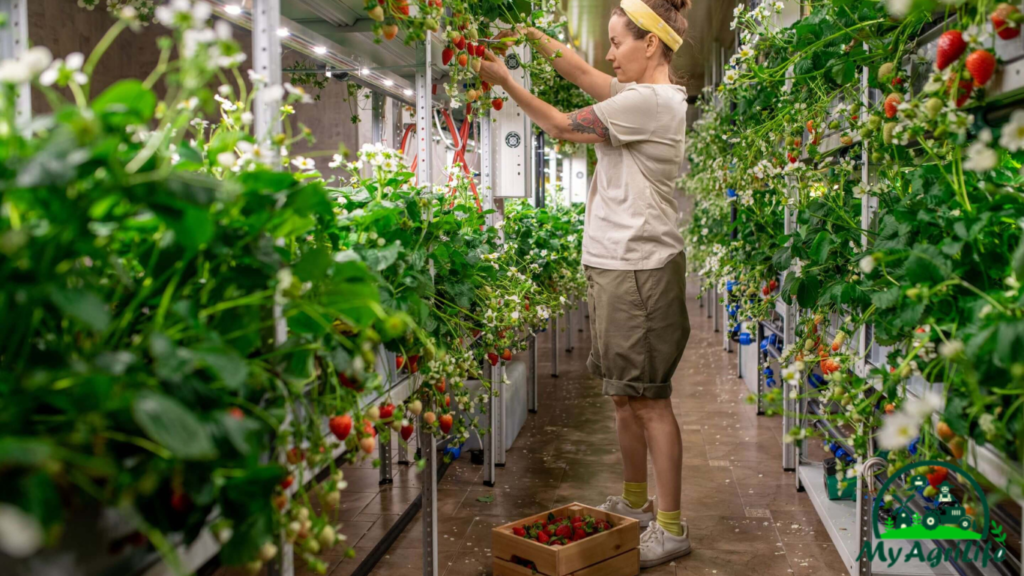 vertical farming