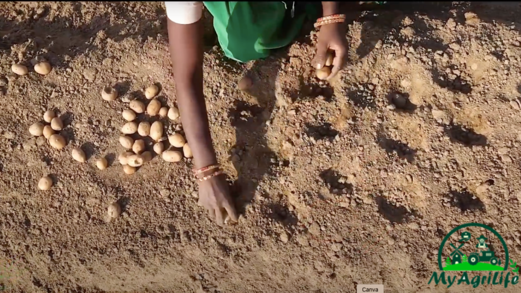 potato farming