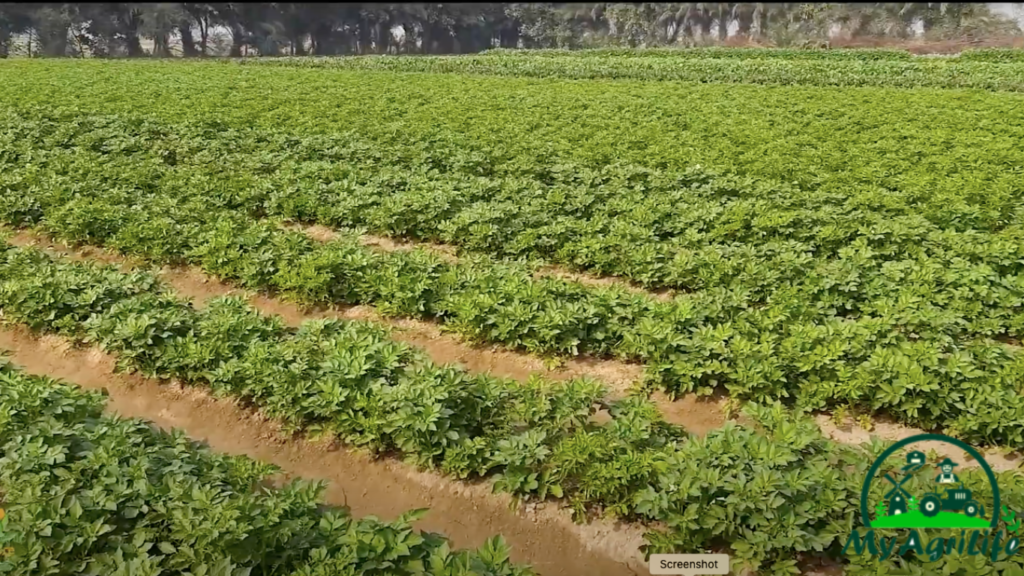 potato farming