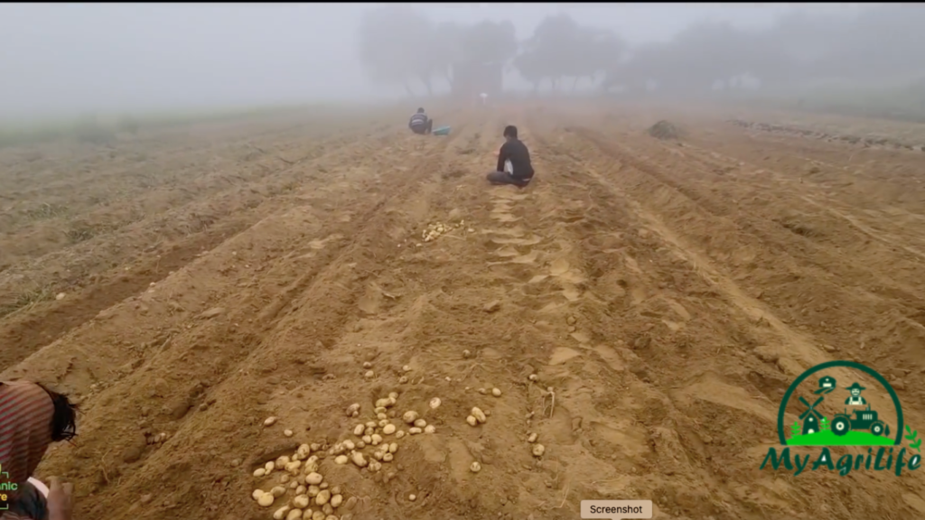 potato farming