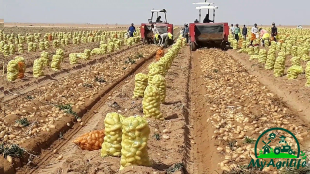 potato farming