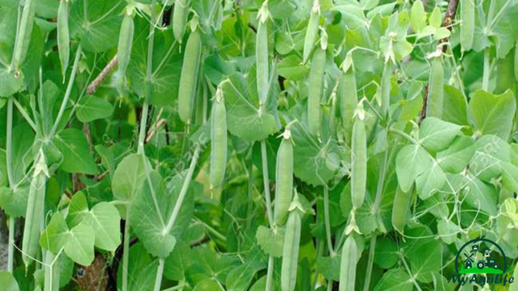 pea farming