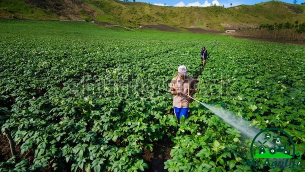 potato farming