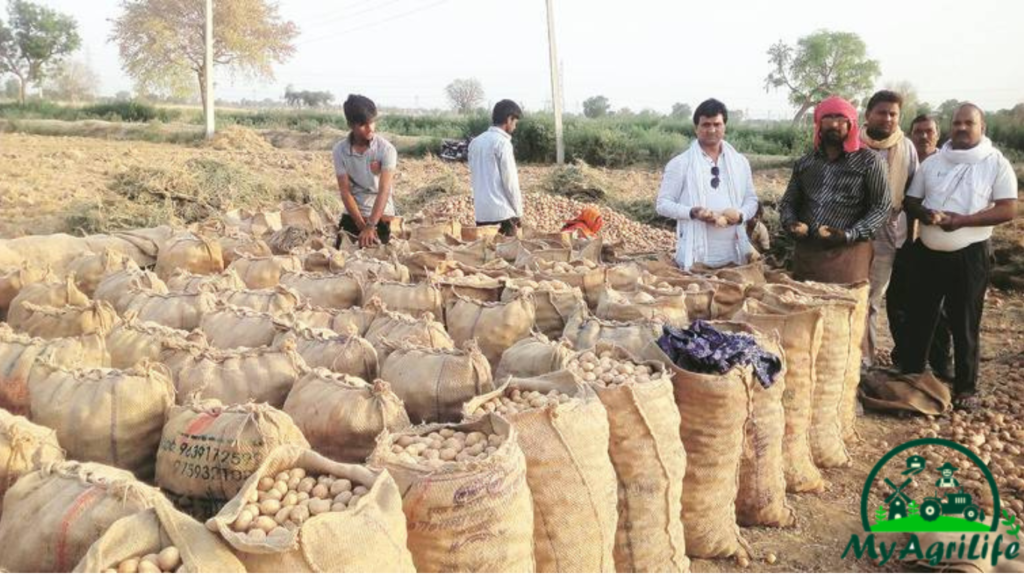 potato farming