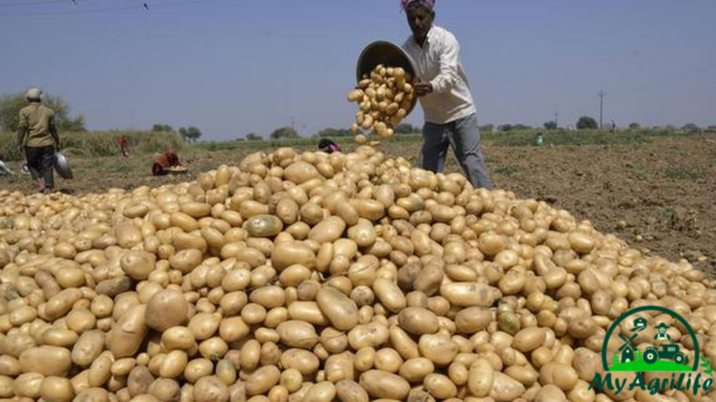 potato farming