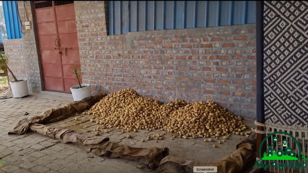 potato farming