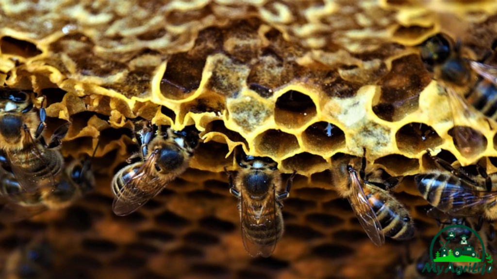 Beekeeping