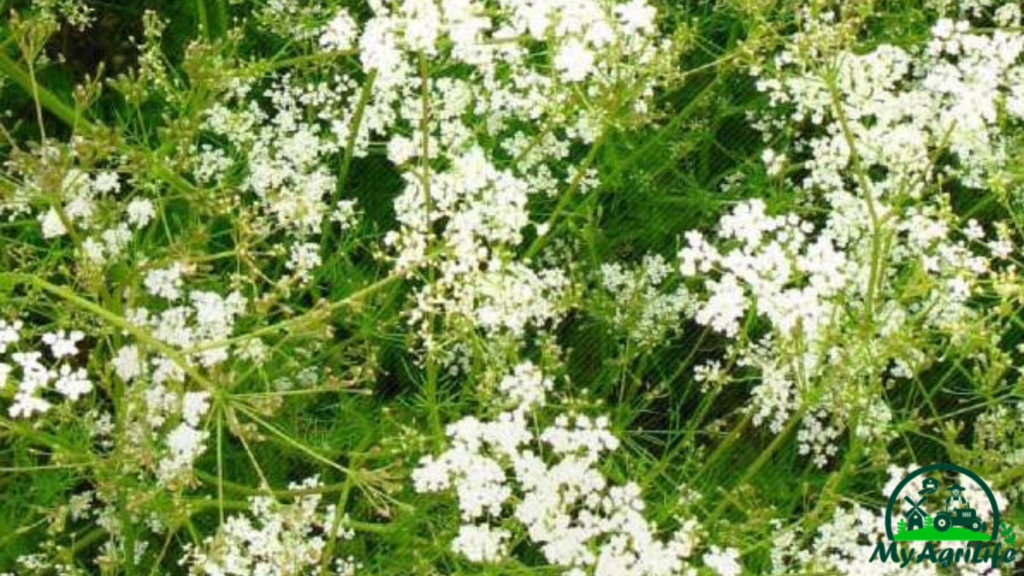 CUMIN FARMING