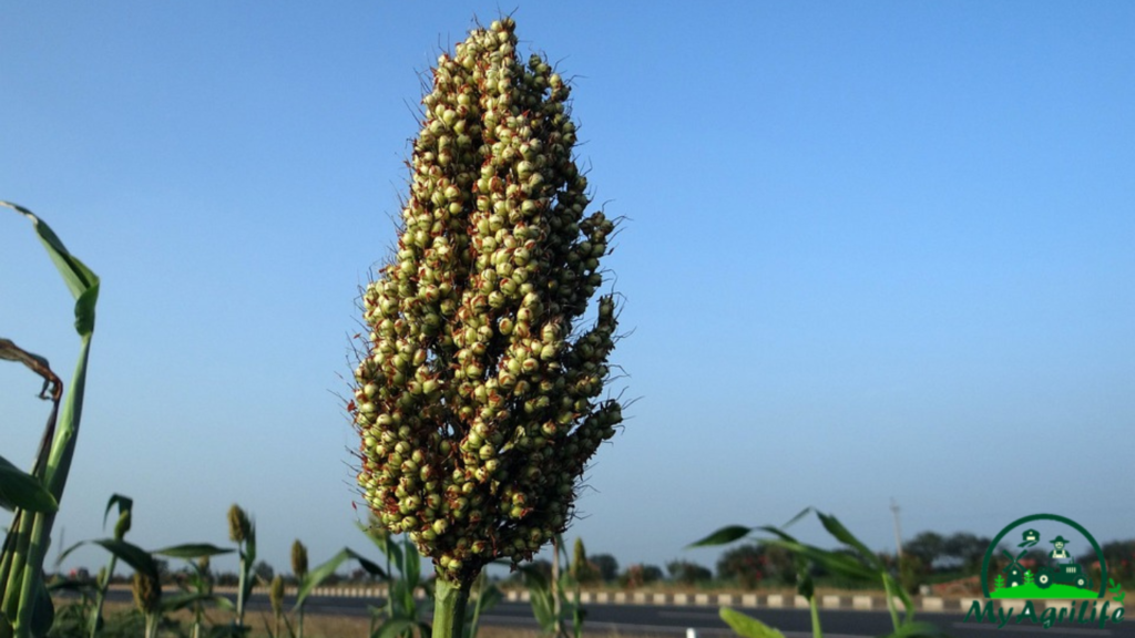 Sorghum farming