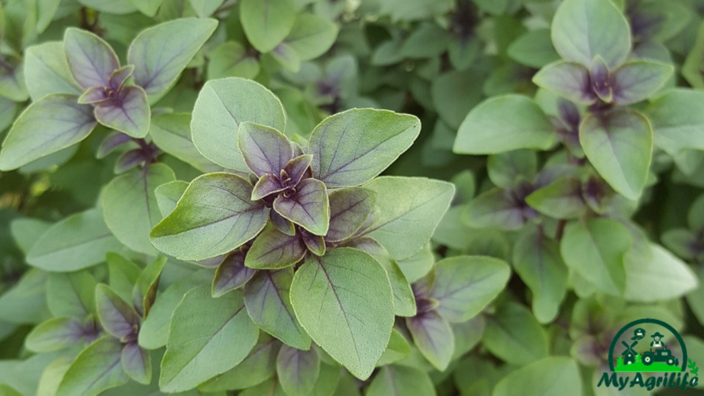 tulsi farming