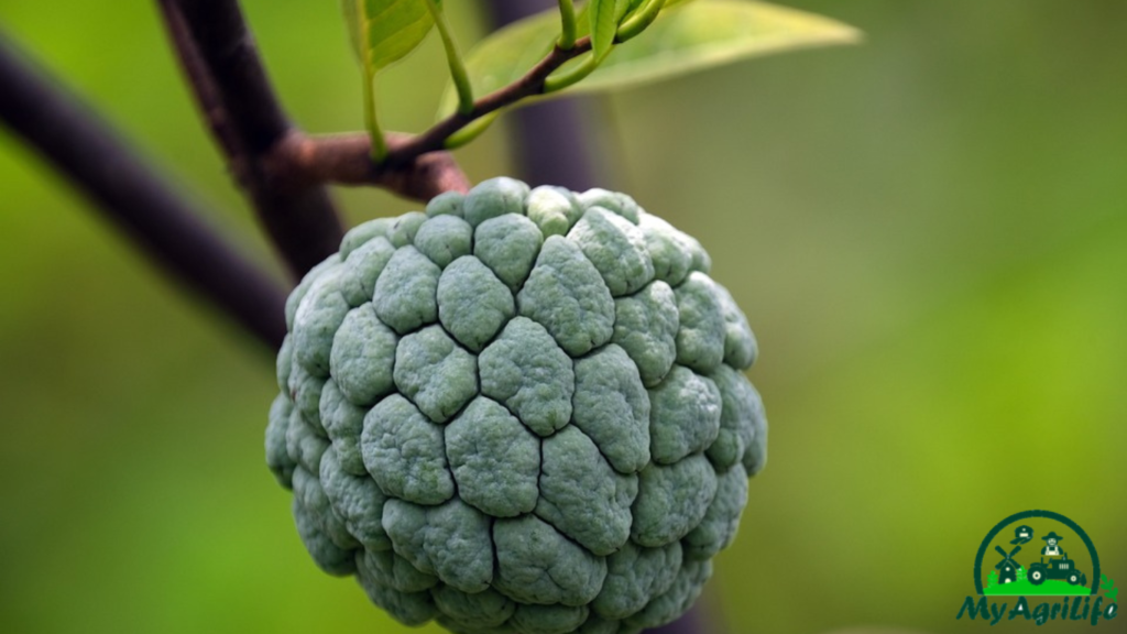 Custard apple