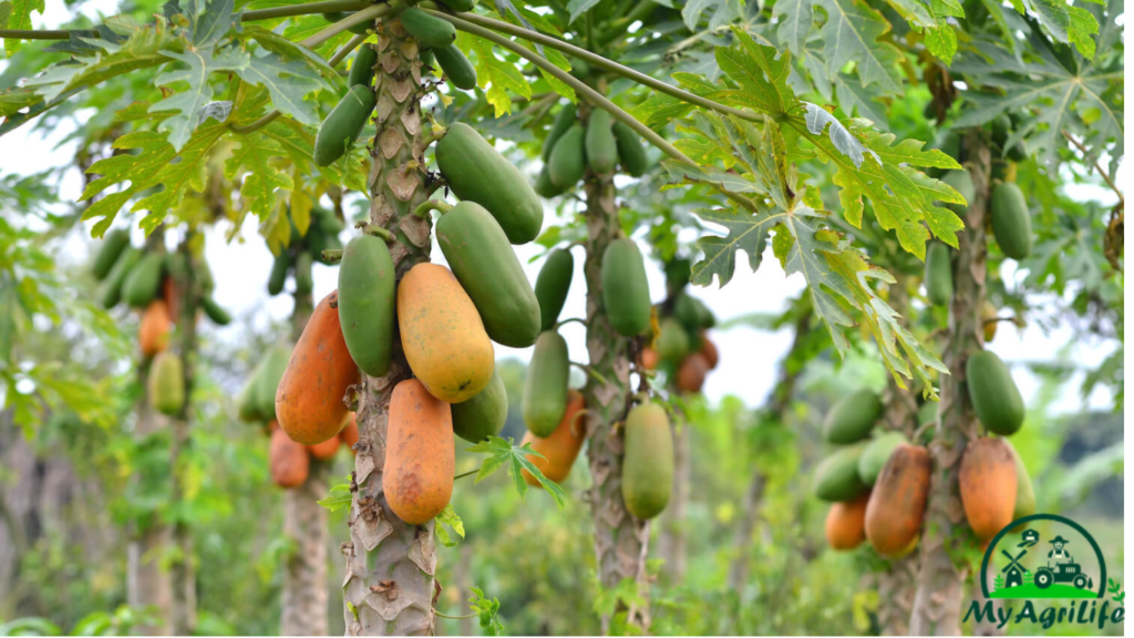 Papaya farming