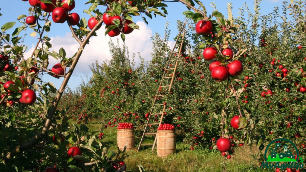 apple farming