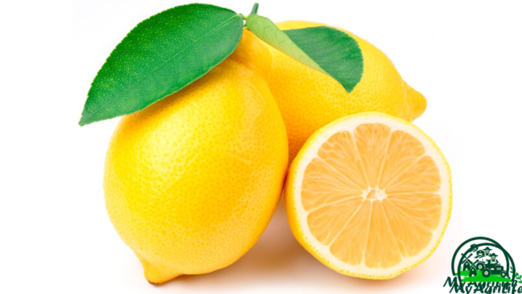 lemon farming