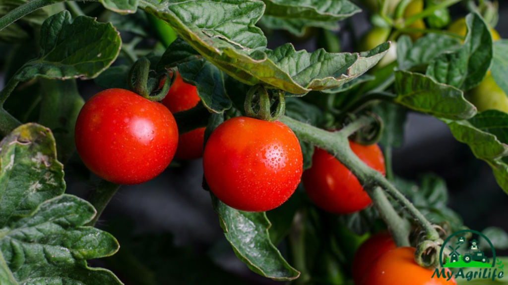 Tomatoes farming