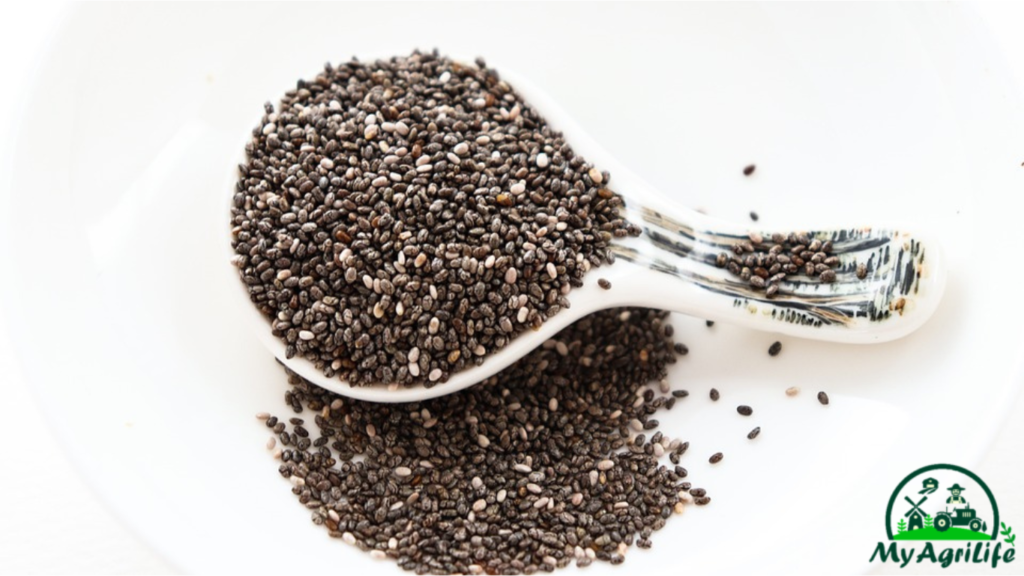 Chia seeds Farming