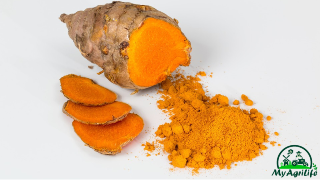 Turmeric