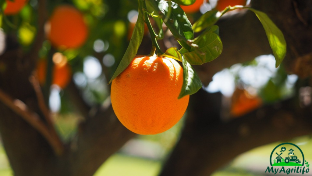 Orange farming