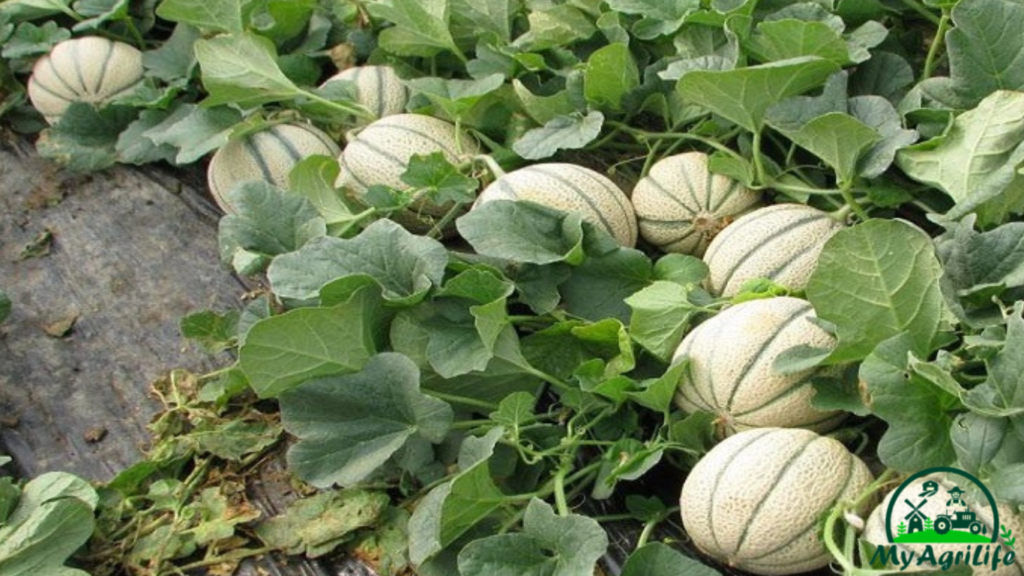 Muskmelon farming