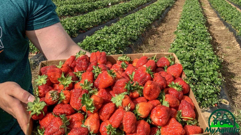 Strawberry farming