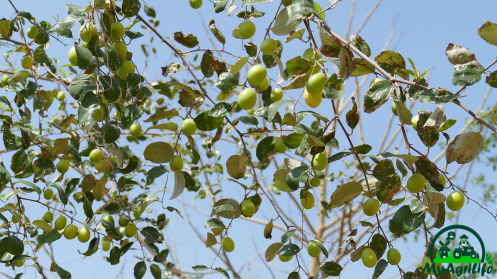 Jujube farming 