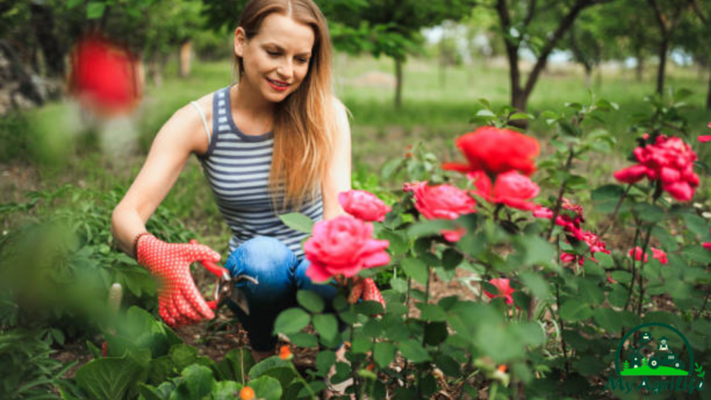 rose farming