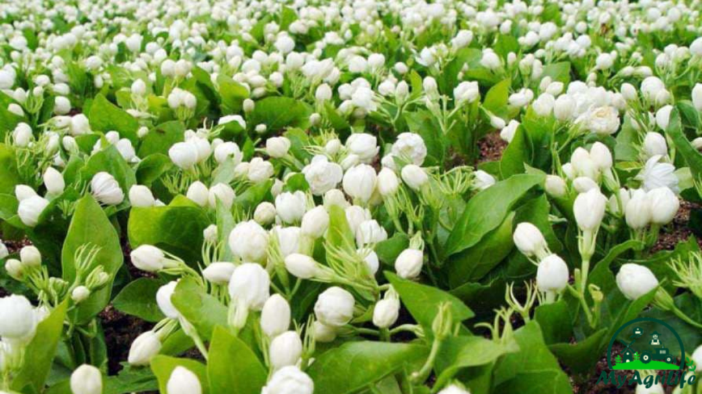 Jasmine farming