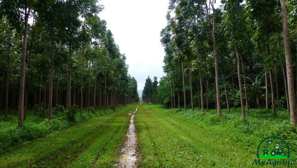 Mahogany Tree  Farming