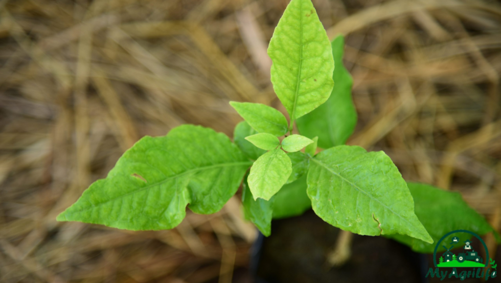 Bel Patra farming