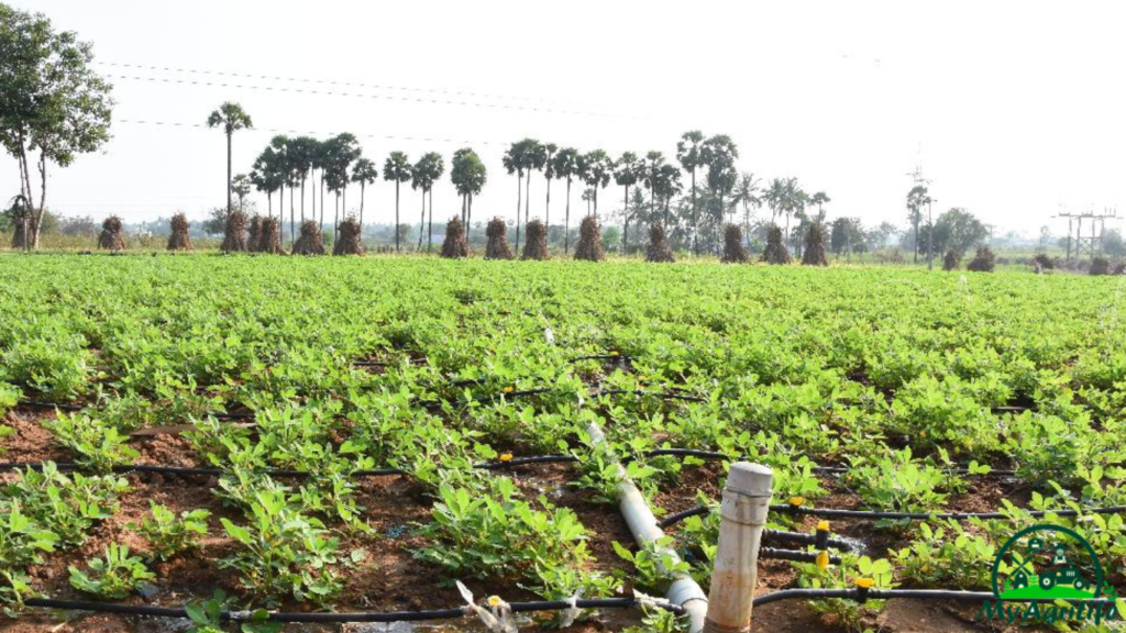 Groundnut farming