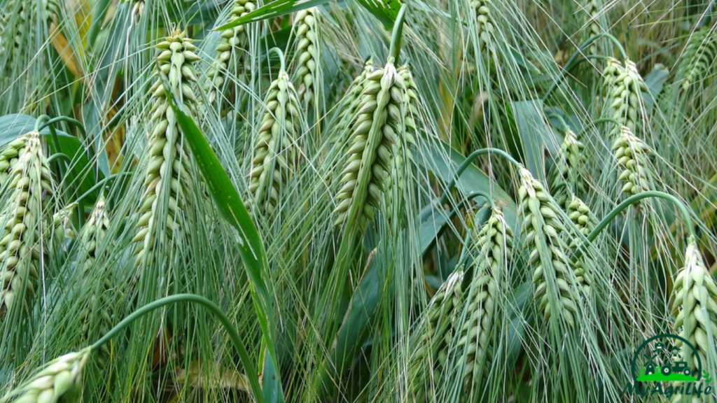 wheat farming