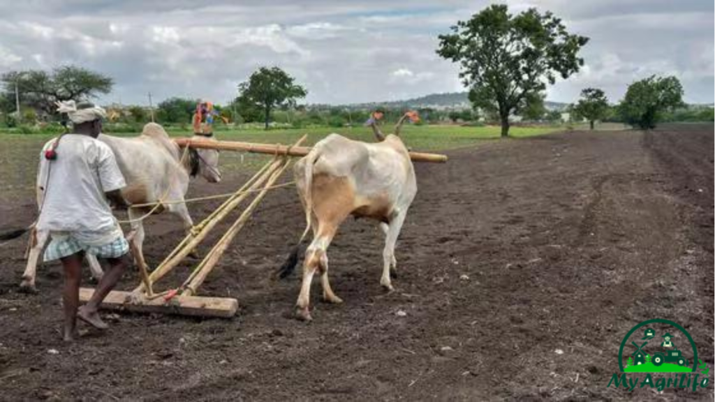 cotton farming