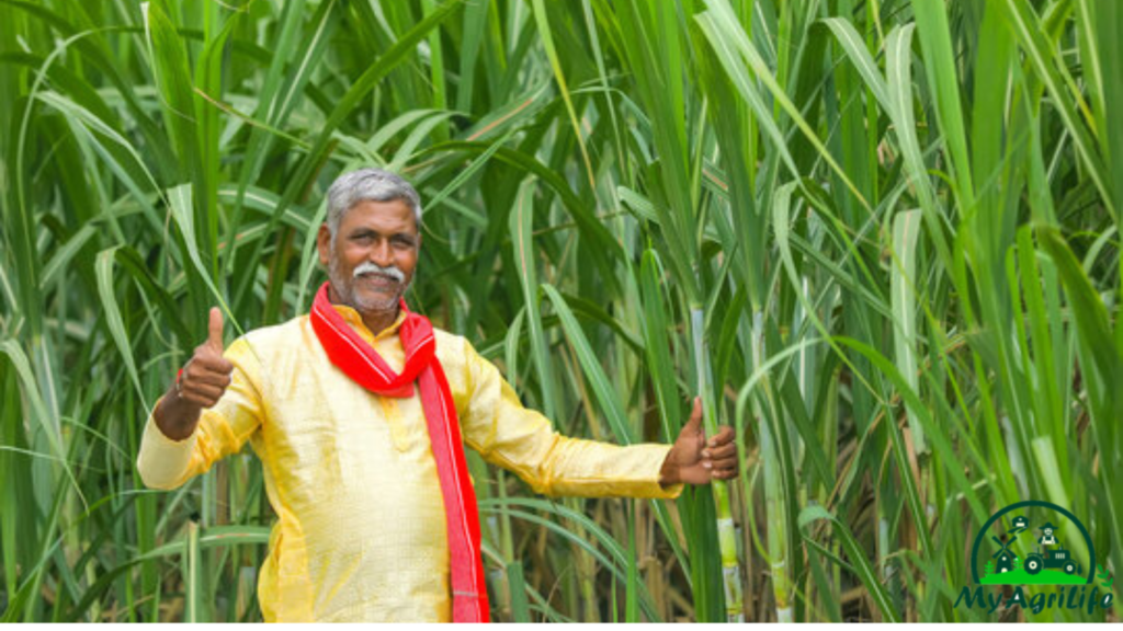 sugarcane farming  