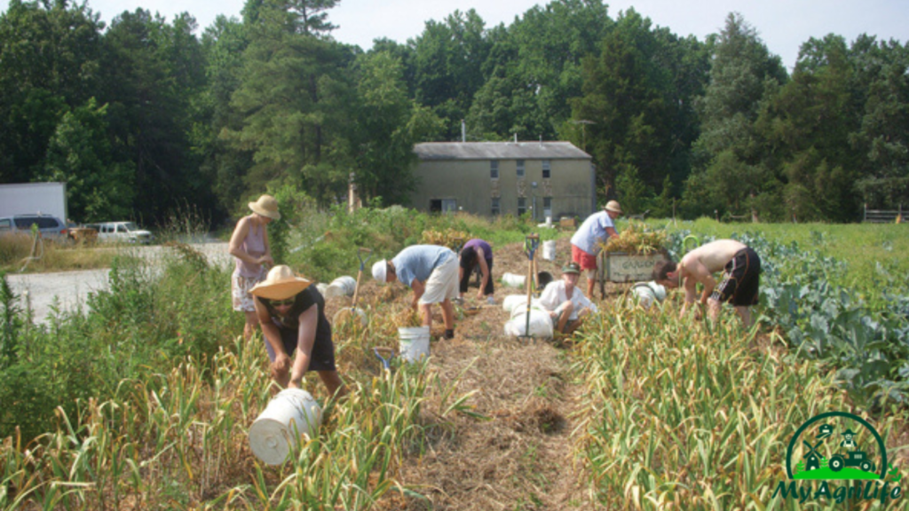 Garlic farming