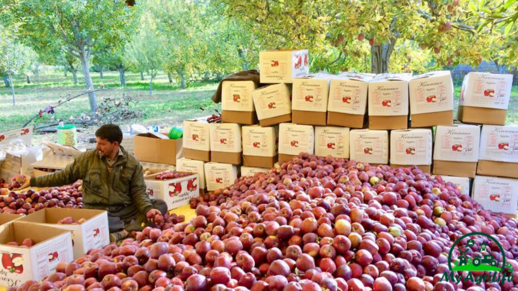 apple farming