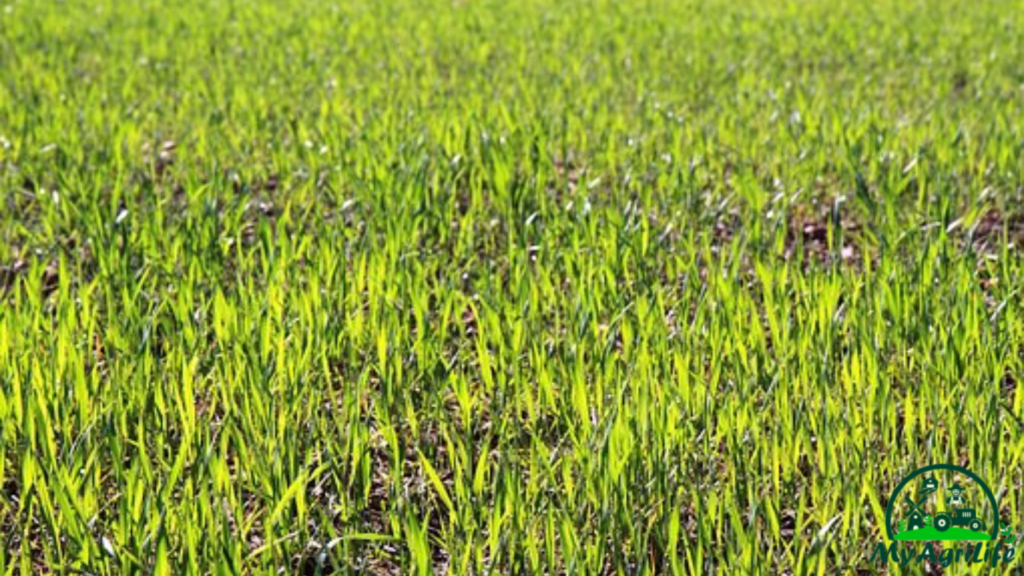 wheat farming