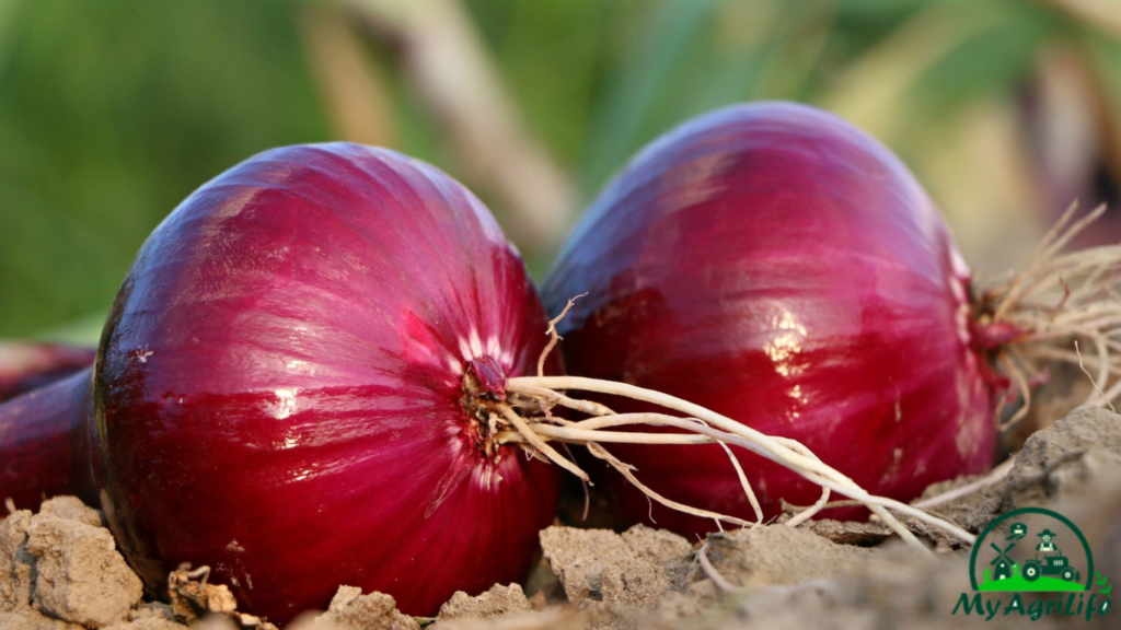 onion farming