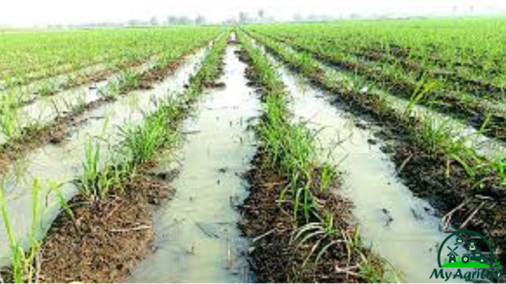 sugarcane farming