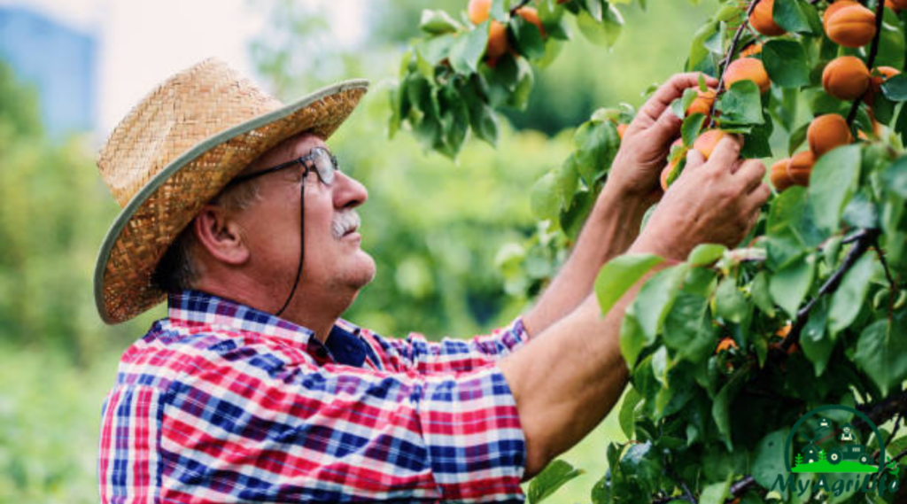 Apricot Farming