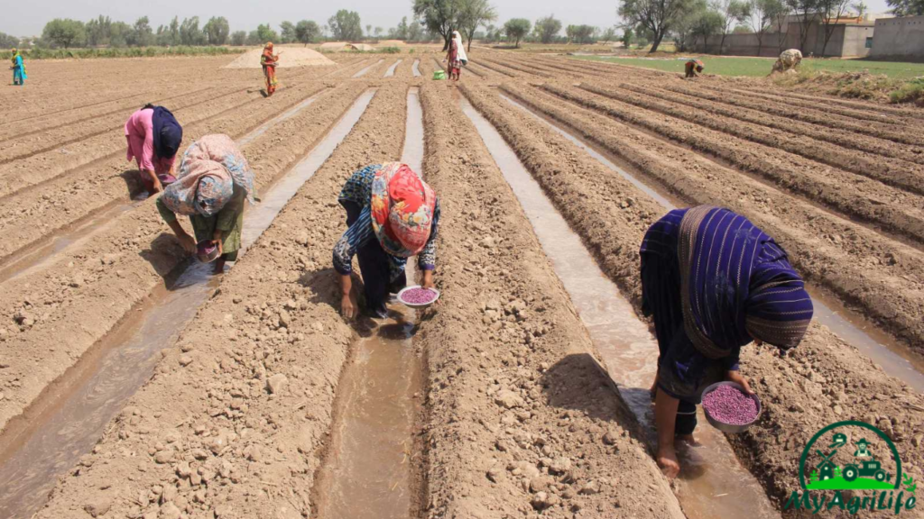 cotton farming