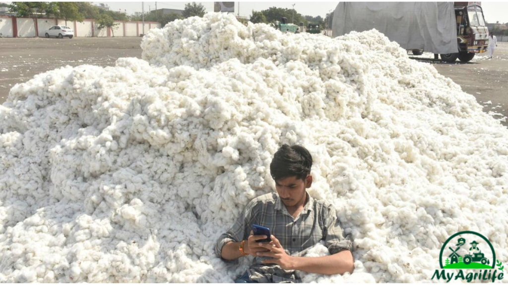 cotton farming